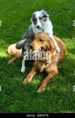 Golden Retriever und Sheltie Welpe auf dem Rasen spielen. Stockfoto