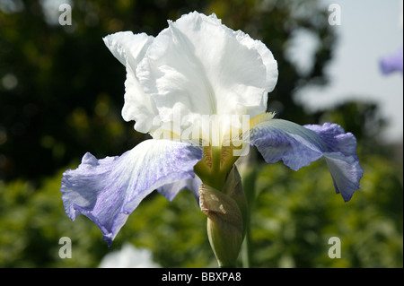 Nahaufnahme von einem großen blauen und weißen Iris wächst in den Hornimans Gärten, Forest Hill Stockfoto