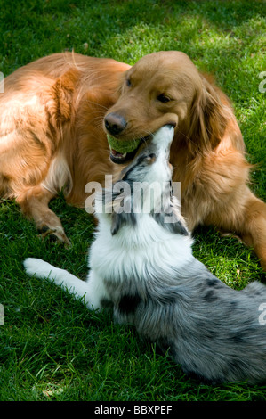 Golden Retriever und Sheltie Welpe auf dem Rasen spielen. Stockfoto