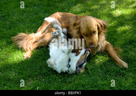 Golden Retriever und Sheltie Welpe auf dem Rasen spielen. Stockfoto