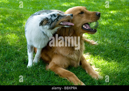 Golden Retriever und Sheltie Welpe auf dem Rasen spielen. Stockfoto