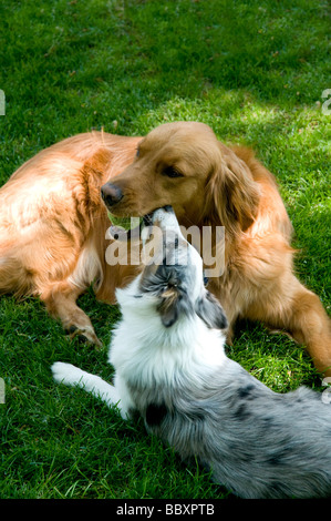 Golden Retriever und Sheltie Welpe auf dem Rasen spielen. Stockfoto