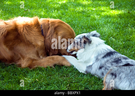 Golden Retriever und Sheltie Welpe auf dem Rasen spielen. Stockfoto