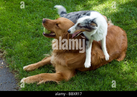 Golden Retriever und Sheltie Welpe auf dem Rasen spielen. Stockfoto