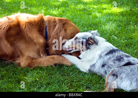 Golden Retriever und Sheltie Welpe auf dem Rasen spielen. Stockfoto