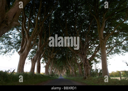 die dunklen Hecken alte Allee der Buche Bäume die Straße Armoy Grafschaft Antrim Nordirland Großbritannien überwuchert haben Stockfoto