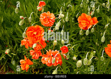 Große bunte rote Mohnblumen in Cambridgeshire. Stockfoto