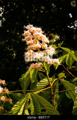 Rosskastanie Baum Kerzen, Blumen. Stockfoto