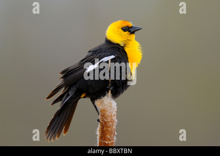 Gelb-vorangegangene Amsel thront auf einer Katze-Tail-reed Stockfoto