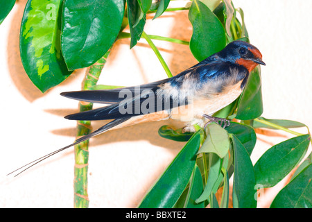 Schwalbe Hirundo Rustica. Im städtischen Umfeld Stockfoto