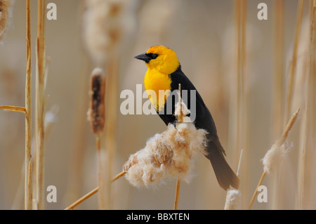 Gelb-vorangegangene Amsel in seinem Lebensraum Stockfoto