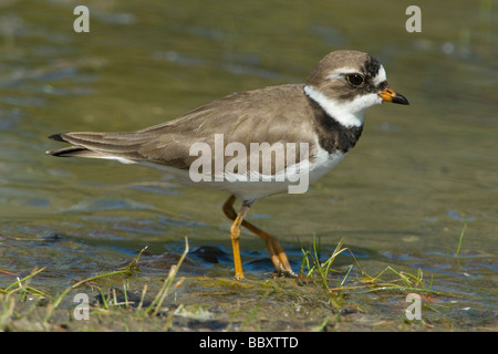 Semipalmated Plover (Charadrius semipalmatus) im Osten der USA von Skip Moody/Dembinsky Foto Assoc Stockfoto