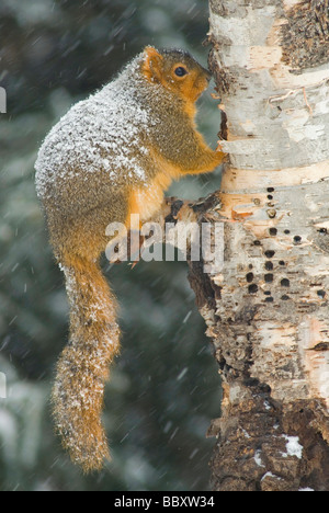 Eastern Fox Eichhörnchen (sciurus Niger) in Weiß Birke (Betula Papyrifera) Winter im Osten der USA sitzen Stockfoto