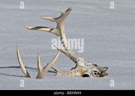 White tailed deer skull Odocoileus virginianus Schnee im Osten der Vereinigten Staaten von Skip Moody/Dembinsky Foto Assoc Stockfoto