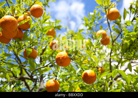 Nahaufnahme des spanischen Bio-Orangen Stockfoto