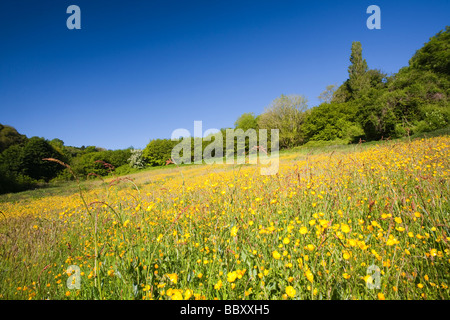 Butterblumen blühen in einer Mähwiese in Berrynarbor in North Devon UK Stockfoto