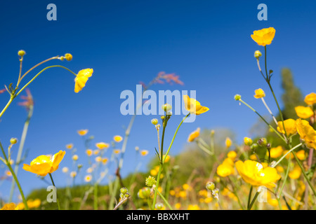 Butterblumen blühen in einer Mähwiese in Berrynarbor in North Devon UK Stockfoto