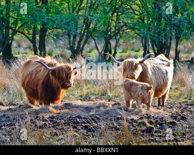 Eine Familie von Highland-Rinder weiden in der Nachmittagssonne in der Nähe von Oban in Schottland. Stockfoto