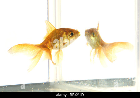 Goldfisch Ausschnitt Carassius Auratus Auratus Fishtank in einem studio Stockfoto