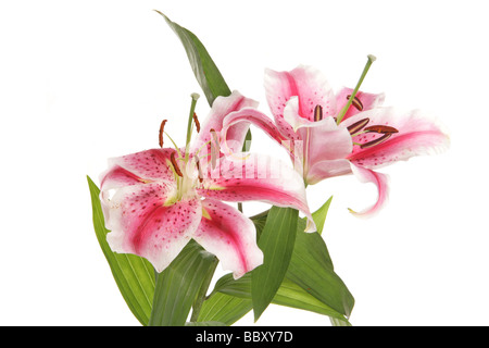 Lilien in einem Studio Lilium Stargazer studio Stockfoto