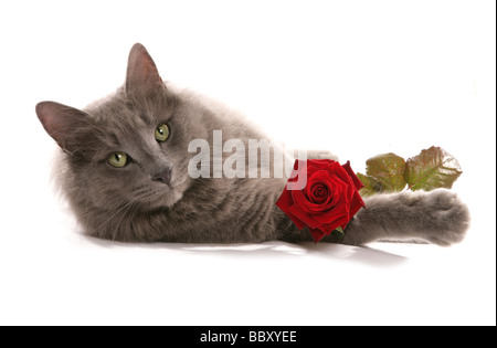 Katze mit rose Portraitstudio Stockfoto