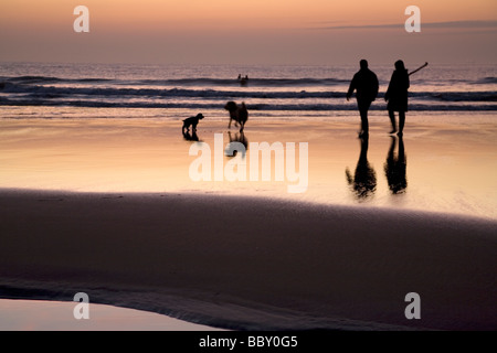 paar hält einen Stock während des Gehens zwei Hunde auf einem nassen Strand bei Sonnenuntergang Stockfoto