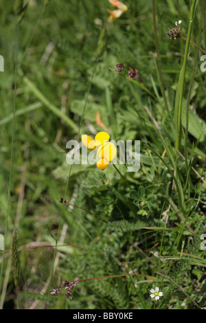 Gemeinsamen Vogel's – Foot Trefoil Lathkill Dale Derbyshire England Stockfoto