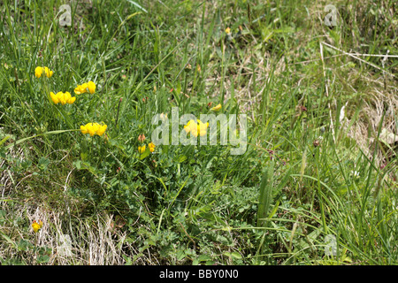 Gemeinsamen Vogel's – Foot Trefoil Lathkill Dale Derbyshire England Stockfoto