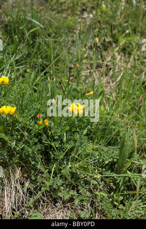 Gemeinsamen Vogel's – Foot Trefoil Lathkill Dale Derbyshire England Stockfoto