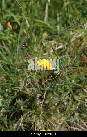 Gemeinsamen Vogel's – Foot Trefoil Lathkill Dale Derbyshire England Stockfoto