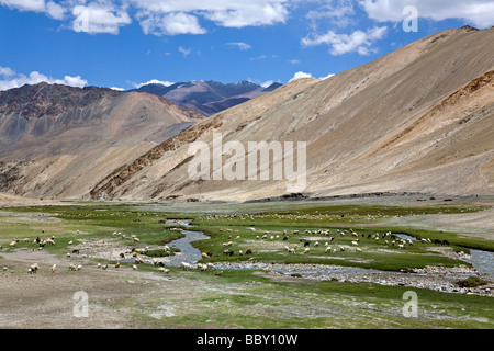 Kampha Nomaden mit ihrer Herde von Ziegen und Schafen. In der Nähe von Upshi. Ladakh. Indien Stockfoto