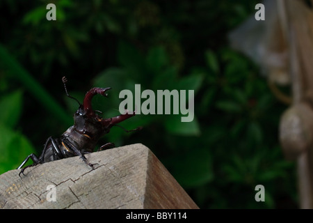 Eine männliche Hirschkäfer im Garten Stockfoto