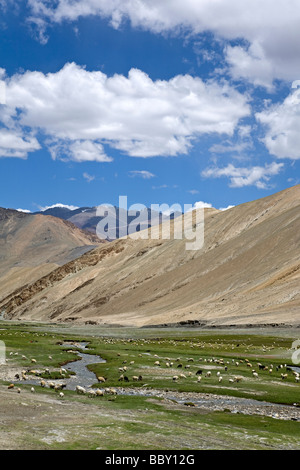 Kampha Nomaden mit ihrer Herde von Ziegen und Schafen. In der Nähe von Upshi. Ladakh. Indien Stockfoto