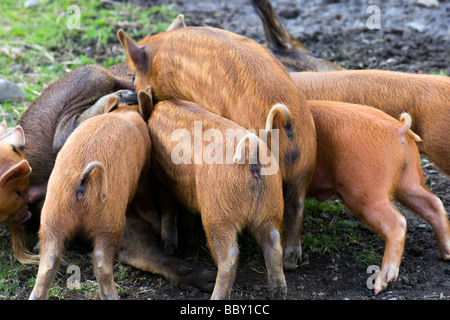 Gruppe der Kune Kune und Wildschweine kreuzen Ferkel Spanferkel auf Sau Stockfoto