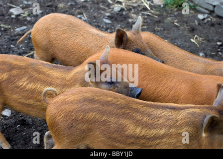 Gruppe von Ingwer farbig Kune Kune und Wildschweine kreuzen Ferkel Stockfoto