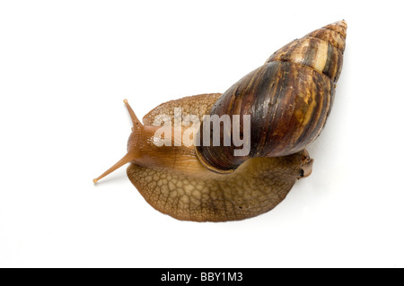 RIESIGEN afrikanischen LANDSNAIL Achatina maculata Stockfoto