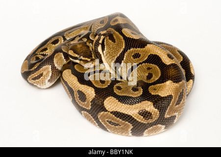 Königliche PYTHON Python regius Stockfoto