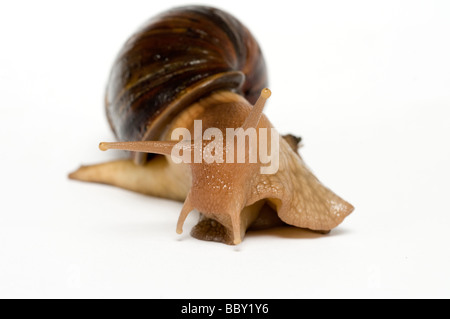 RIESIGEN afrikanischen LANDSNAIL Achatina maculata Stockfoto