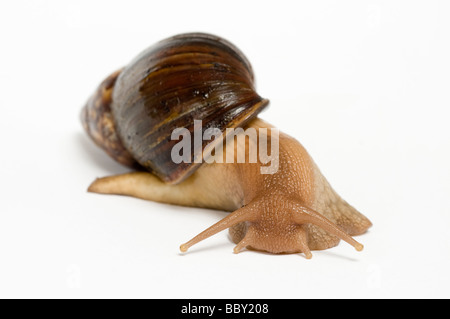 RIESIGEN afrikanischen LANDSNAIL Achatina maculata Stockfoto