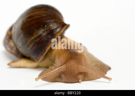 RIESIGEN afrikanischen LANDSNAIL Achatina maculata Stockfoto