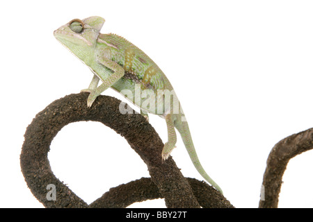 Jemen Chamäleon verschleiert aka Chamäleon Chamaeleo Calyptratus Porträt in einem studio Stockfoto