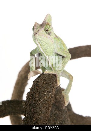 Jemen Chamäleon verschleiert aka Chamäleon Chamaeleo Calyptratus Porträt in einem studio Stockfoto