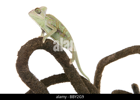 Jemen Chamäleon verschleiert aka Chamäleon Chamaeleo Calyptratus Porträt in einem studio Stockfoto