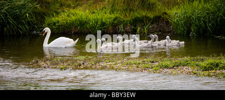 Mutter Schwan mit Baby Cygnets in Linie an warmen Sommertag nach Julians Brücke Wimborne Minster Dorset Stockfoto