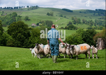 Hirte Inspektion Herde von Maultier Mutterschafe mit Lämmer gezeugt Texel am Fuße Derbyshire Peak District Stockfoto