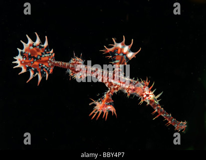 Harlekin-Geisterpfeifenfische (Solenostomus Paradoxus) Stockfoto