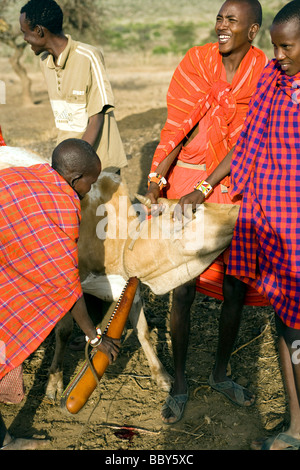Massai-Krieger, die Blutentnahme von Kuh - Maji Moto-Massai-Dorf - in der Nähe von Narok, Kenia Stockfoto