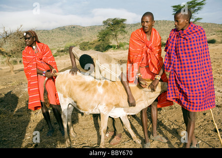 Massai-Krieger, die Blutentnahme von Kuh - Maji Moto-Massai-Dorf - in der Nähe von Narok, Kenia Stockfoto