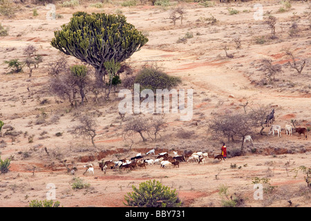 Maasai die Herde von Ziegen und Kühe in Loita hills Landschaft - Maji Moto-Massai-Dorf - in der Nähe von Narok, Kenia Stockfoto