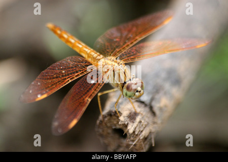 Männliche Graben Juwel Brachythemis Contaminata ruht auf Stamm genommen im Nagarhole National Park, Bundesstaat Karnataka, Indien Stockfoto